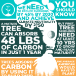 Forests and Carbon infographic
