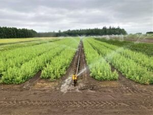 Conifer Irrigation 7.15.21 min