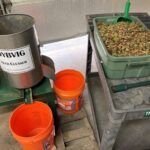 Seed processing