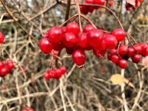 Photo of American Cranberry fruits