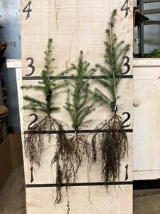 Photo of Sitka Spruce Seedlings