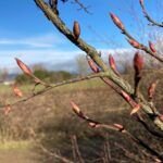 Image of Red Flowering Currant buds