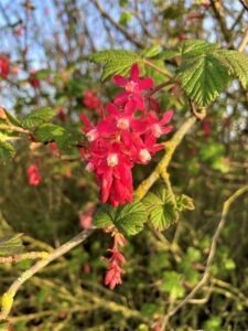 20220324 Red Flowering Currant