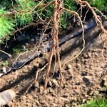 Root Pruning 7.19.22