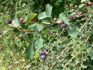 Serviceberry Berries 7.19.22