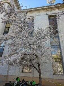 2023 D.c. Cherry Blossums