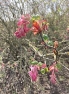 Red Flowering Currant 3.16.23