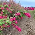 Red Flowering Currant 4.20.23