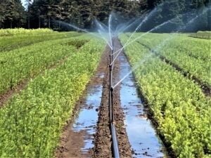 P 1 Irrigation 8.3.23