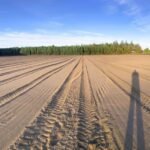 Panoramic picture of a clean-tilled seedbed