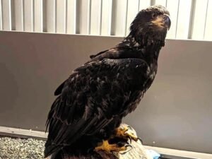 Eagle Recovery