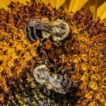 Bees Sunflower Presonkeres Hero