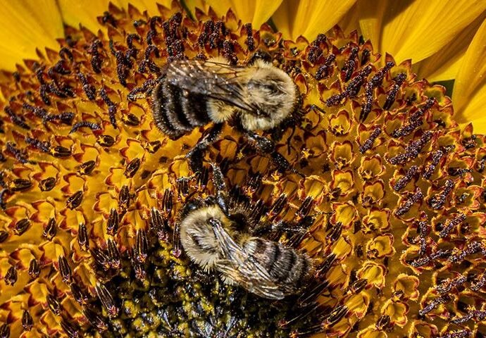 Bees Sunflower Presonkeres Hero